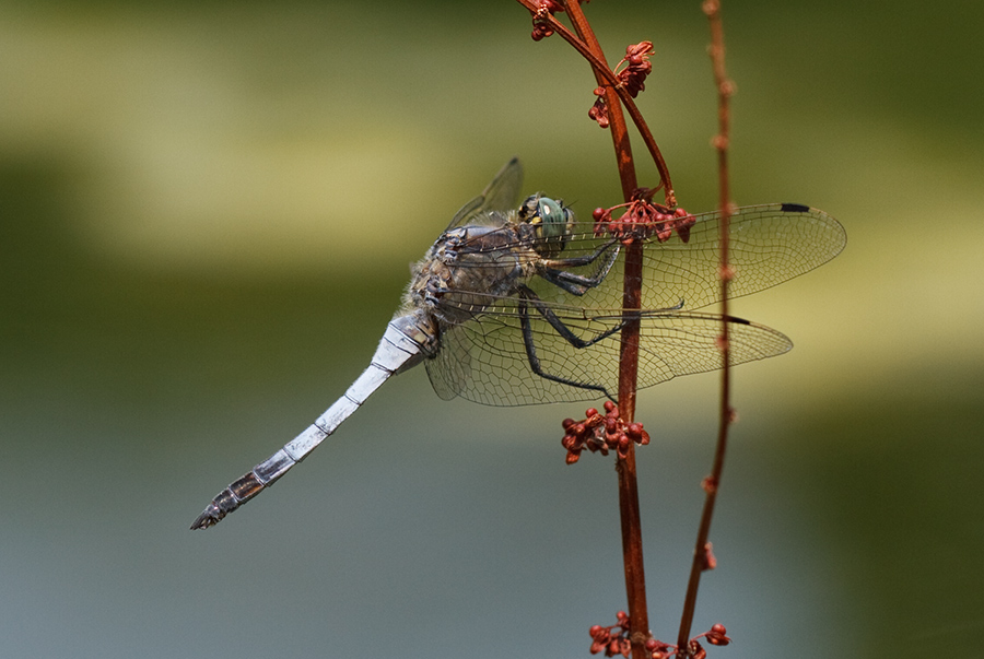 Orthetrum cancellatum maschio